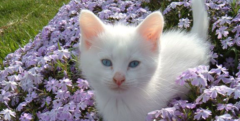 Kitty in Flowers!