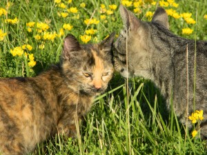 cats in flowers