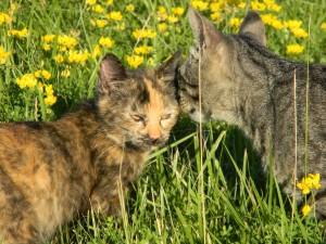 cats in flowers