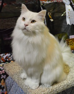 BiPolar Bear at the Cat Show