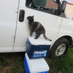 Cat-on-Coolers-Looking-in-Van