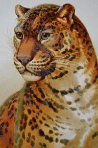 Helena Maguire's Leopard Cat