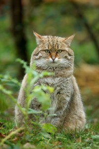 Scottish Wildcat in Natural Habitat