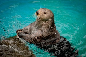 Sea Otter