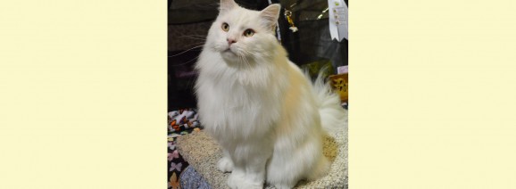 BiPolar Bear at the Cat Show