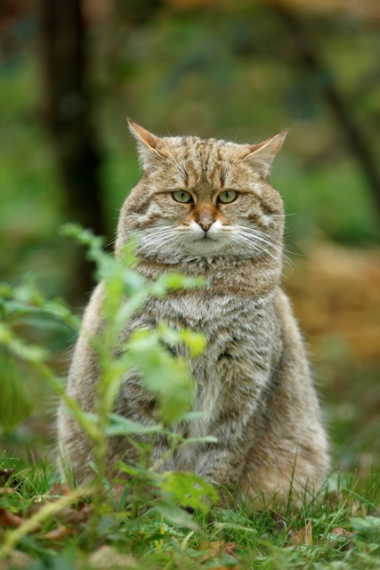 Wild Cats of the World Beth Anne s Finest All Natural Cat Litter