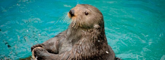 Sea Otter